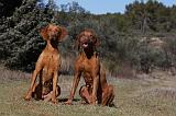 VIZSLA poil court 075